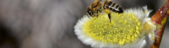 pollen_karussell für bsp2